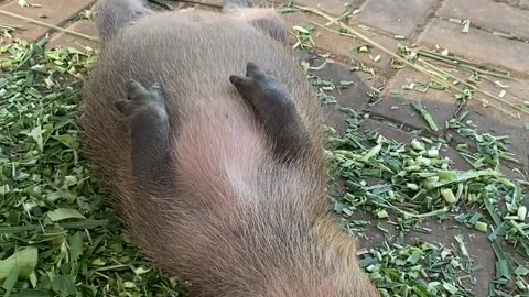 😂💤 You Won't Believe How Loud This Capybara Snores! | FunFM