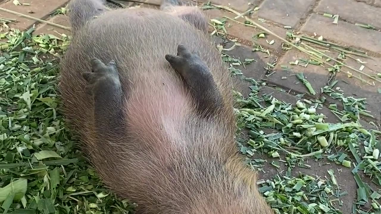 😂💤 You Won't Believe How Loud This Capybara Snores! | FunFM