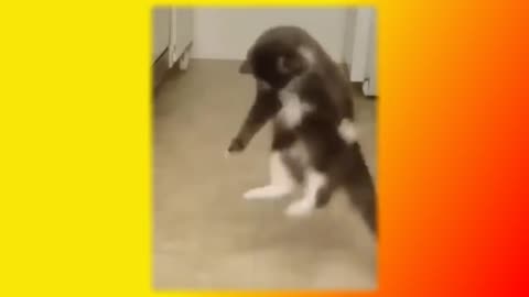 cute animals