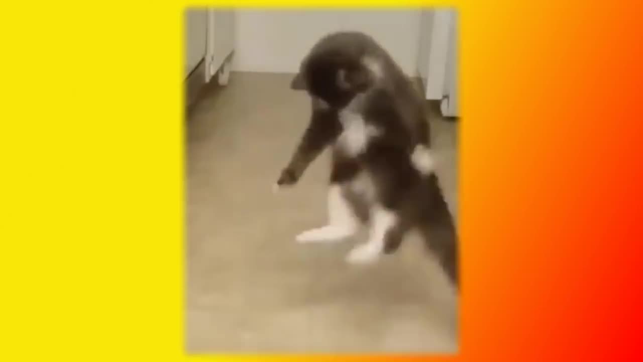 cute animals