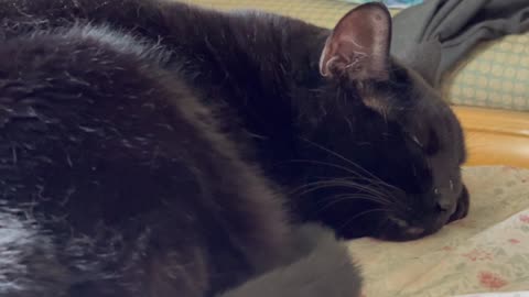 Cute Precious Piper Settles Down for a Nap - Adopting a Cat from a Shelter Vlog