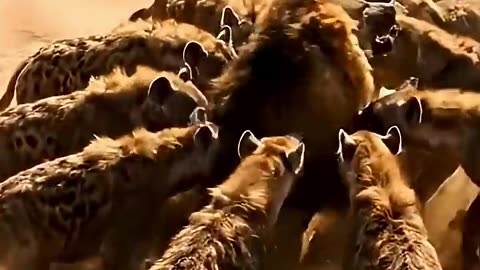 The lion is surrounded by hyenas. #wildlife #attack #lion #ai