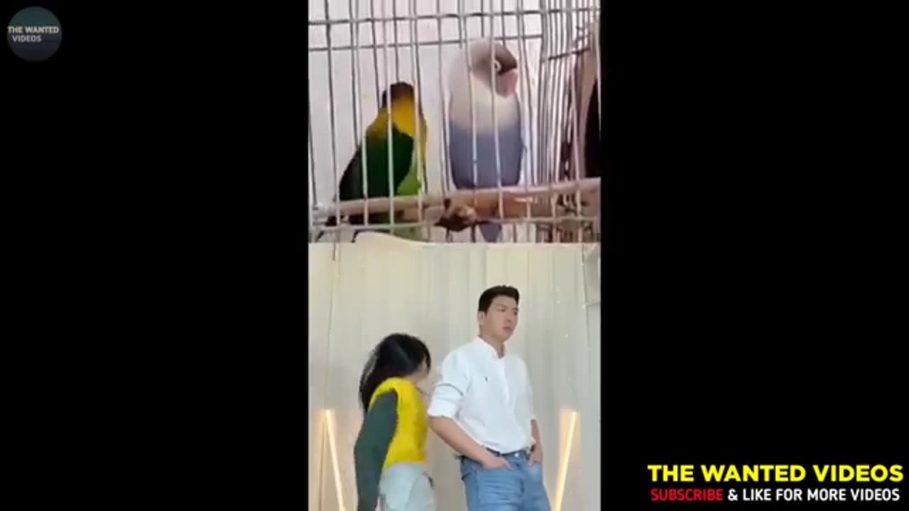 Funny video