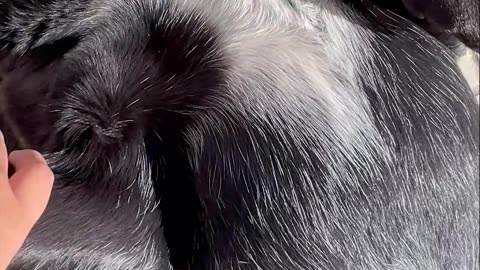 The Dog That Left the Sun Without Vitamin D