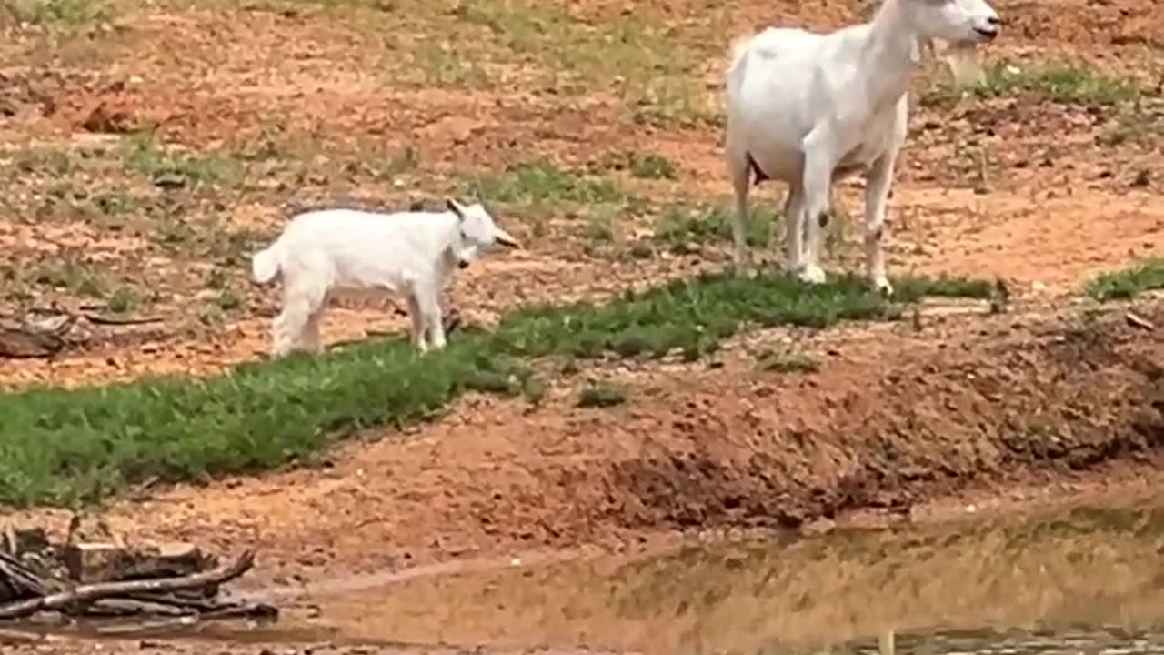 Momma is the Boss!!!