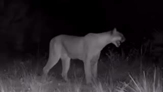Security Cam Catches Mountain Lion Making Creepy Noises 😱