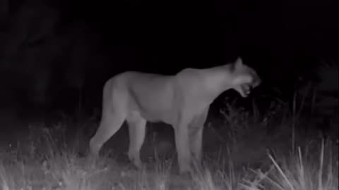 Security Cam Catches Mountain Lion Making Creepy Noises 😱
