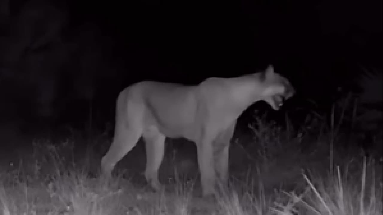 Security Cam Catches Mountain Lion Making Creepy Noises 😱
