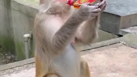 title🐶🐱These Animals Are Smarter Than You Think! 🐒🐶🐱 | You’ll Be Amaze#shorts#shortsvideos