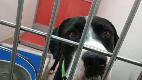 Downy-B&W 2y A876899 Tawny 8y A876762 kennel 227 harrys haven PACC shelter hard 4 Downy20251105762