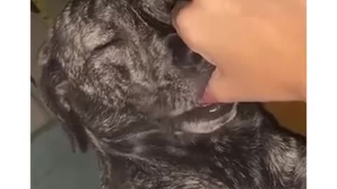 😂🐾 This Is SO Cute You'll Melt! | FunFM