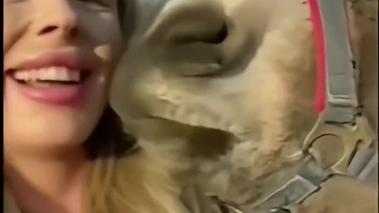 Funny comedy girl and donky