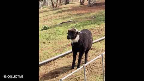 Funniest ANIMAL Videos