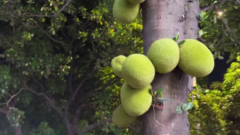 "Do you know what fruit this is? A 20kg fruit on a plant in China!"