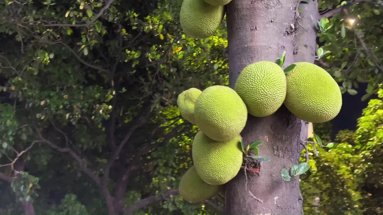 "Do you know what fruit this is? A 20kg fruit on a plant in China!"