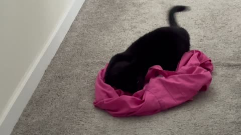 Cute Precious Piper Has Fun on Wash Day -My Adopted Shelter Cat Vlog