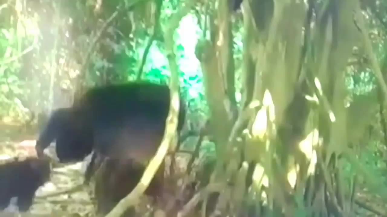 Chimpanzees Just Went FULL Play Mode — You Can’t Stop Smiling! 😂🐒