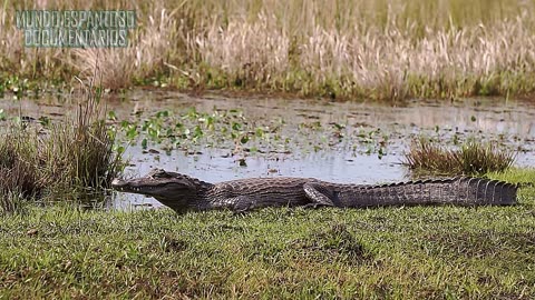The Animal Kingdom of the Pantanal - Wonders and Mysteries of the World's Largest Floodplain