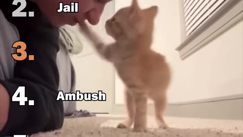 Top 10 Dramatic Kitten Moments Ranked! 😹 Epic Overreactions #FunnyKittens