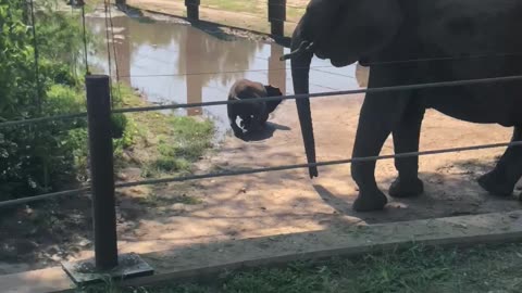 Baby elephant with a little mud fun