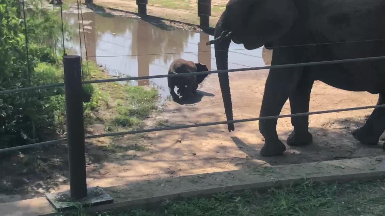 Baby elephant with a little mud fun