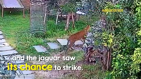 Tiger runs Faster