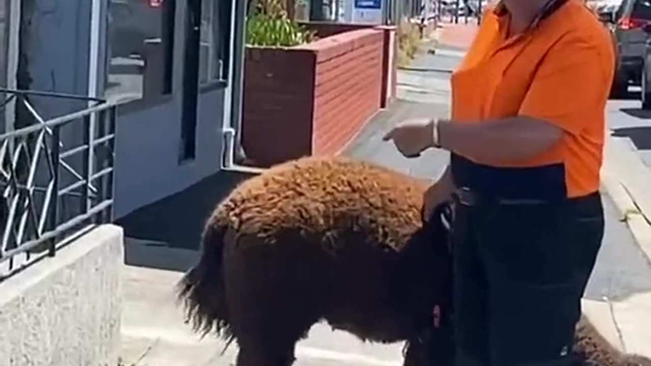 that's a big dog, mate