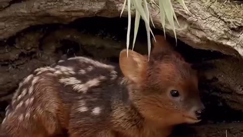 Meet the Pudu The World’s Smallest Deer