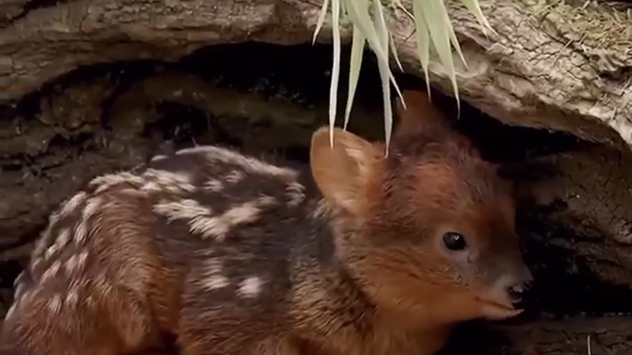 Meet the Pudu The World’s Smallest Deer