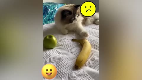 Funny Animal seri 37