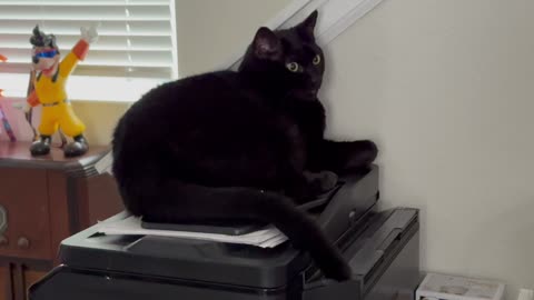 Cute Precious Piper Conducts Music - My Adopted Shelter Cat Vlog