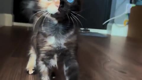 🤣💫 Half Angel, Half Troublemaker: The Funniest Animal Prank Ever! | FunFM