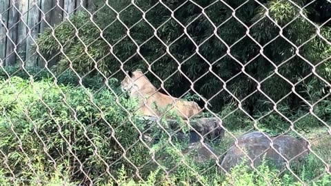 2 Lions