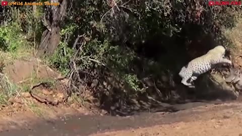 Top 10 Strongest Predators In The Wild !! Top 10 de Cazadores en lo Salvaje !!