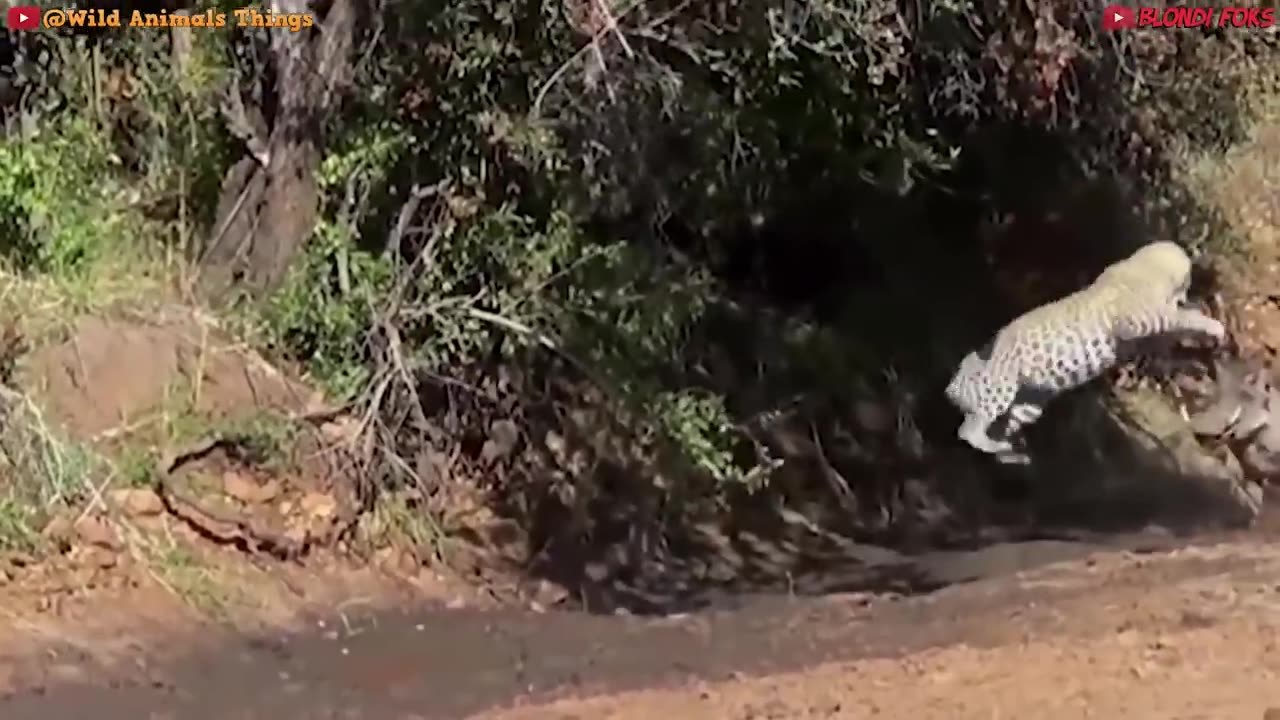 Top 10 Strongest Predators In The Wild !! Top 10 de Cazadores en lo Salvaje !!