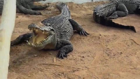 The crocodile is afraid of the shovel.