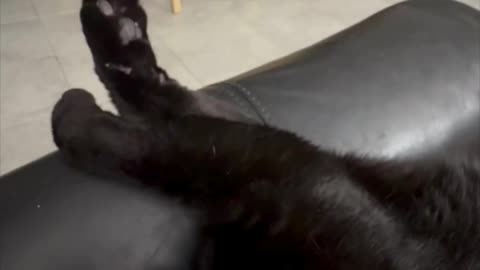 Cute Precious Piper Shows Her Toe Beans While Sleeping - Adopting a Cat from a Shelter Vlog #shorts