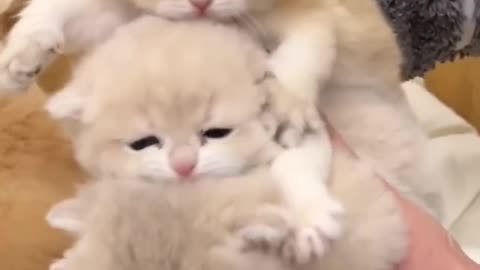 Cute kittens playing video | cat lovers