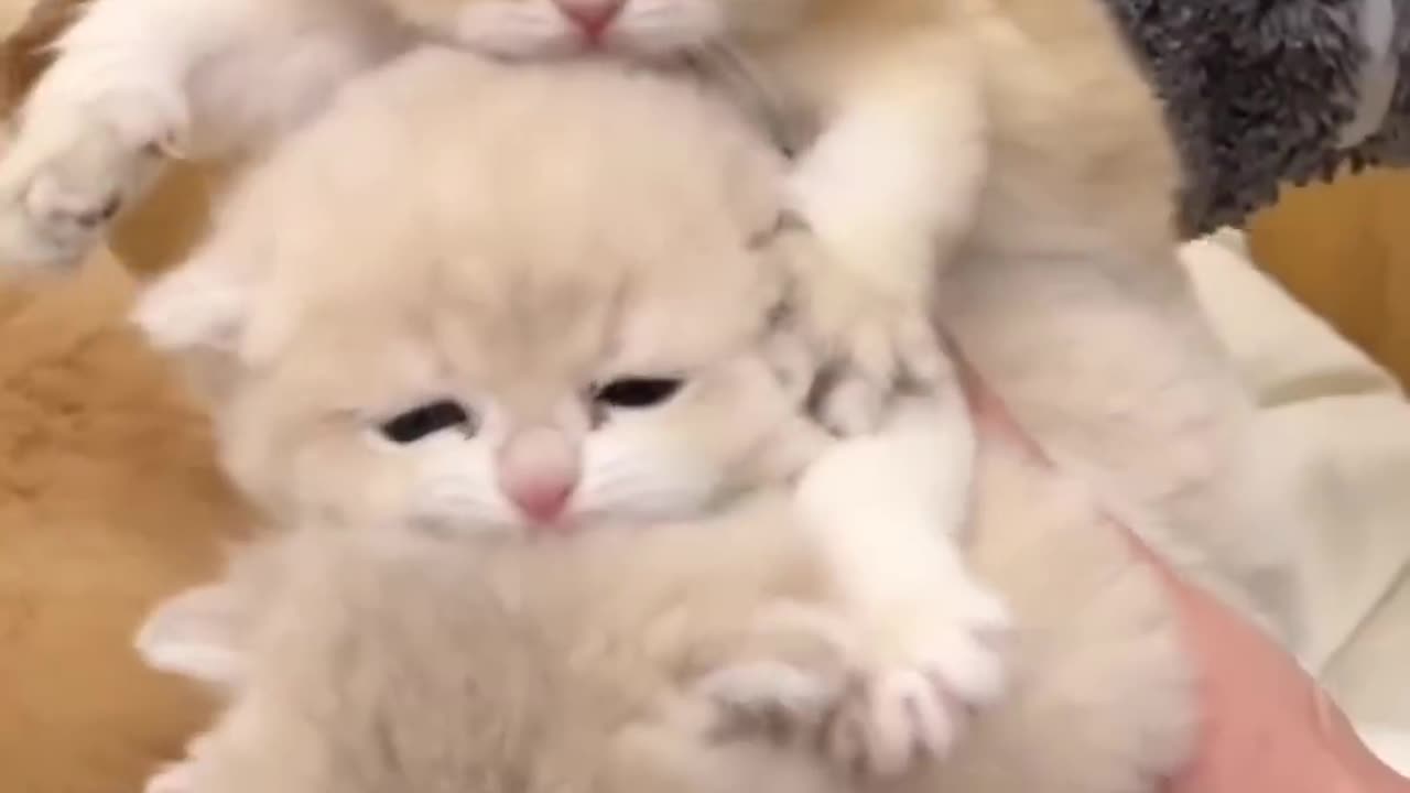 Cute kittens playing video | cat lovers