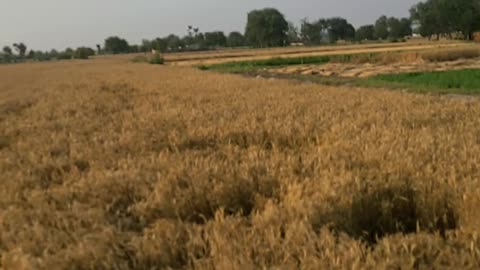 Punjab
