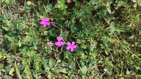 Maiden Pink