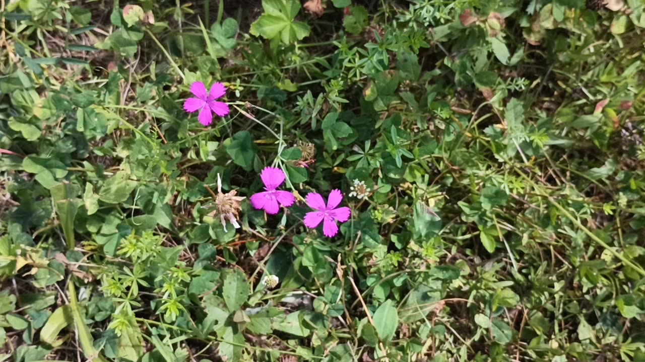 Maiden Pink