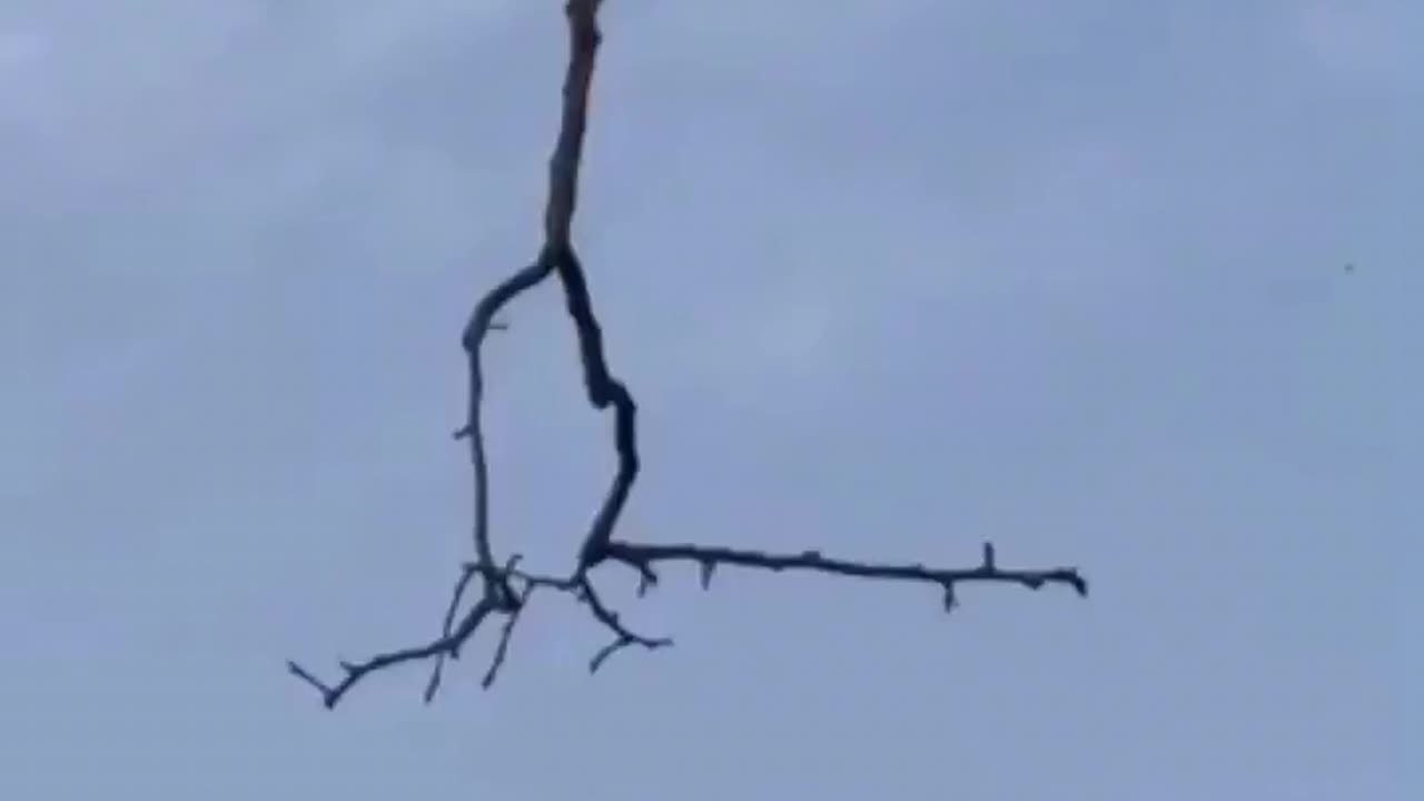 Sights, Branch hanging in the air🌱🌿