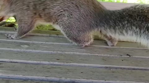 Mika The Squirrel 🐿️💖‼️