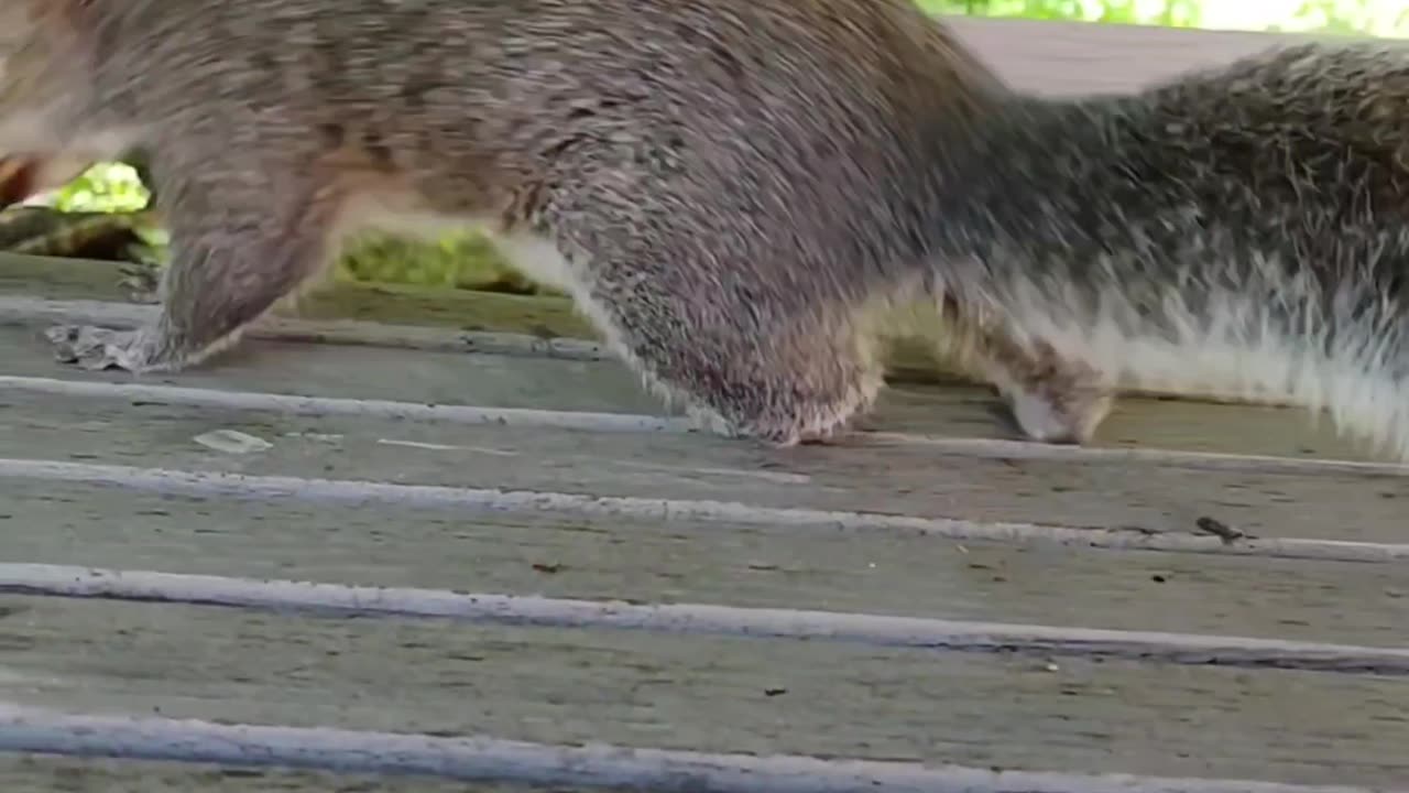 Mika The Squirrel 🐿️💖‼️