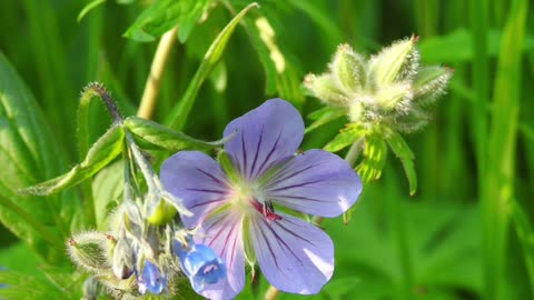 Summer Wild Flower's