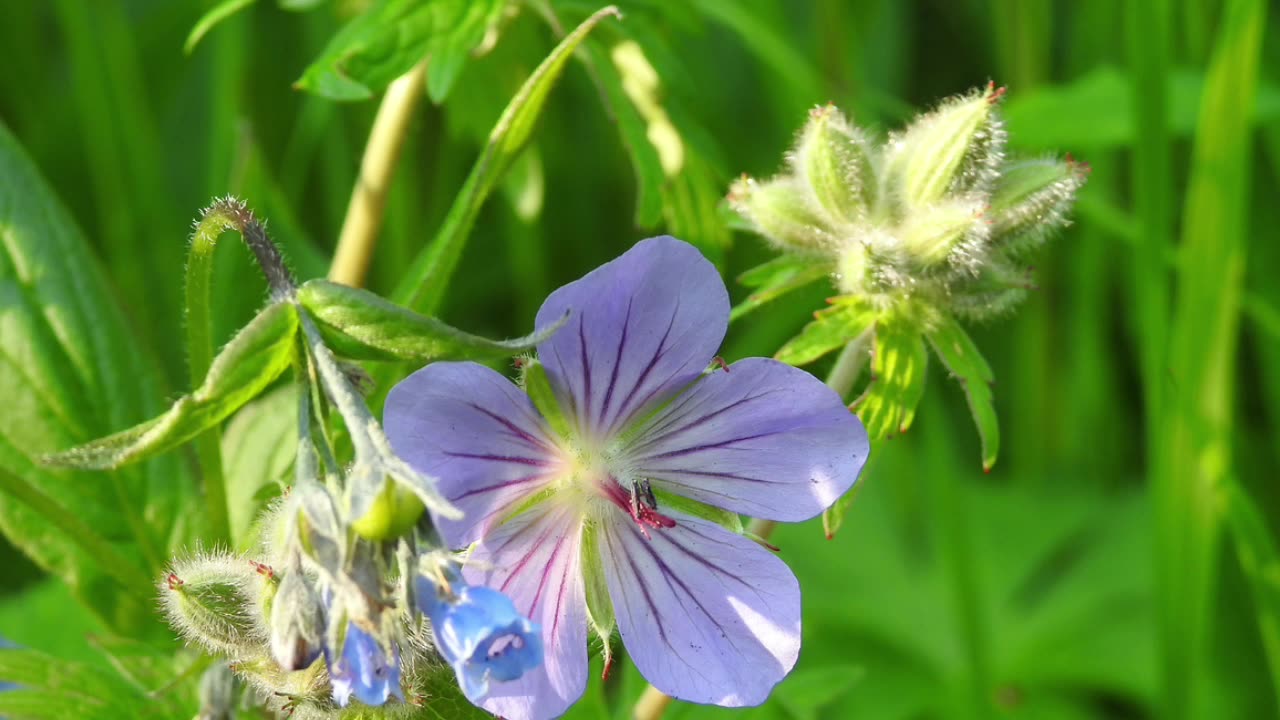 Summer Wild Flower's