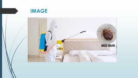 Best Wasp Nest Removal in Swinthorpe