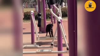 🐾 Laugh Alert! These Cats & Dogs Will Crack You Up 🤣