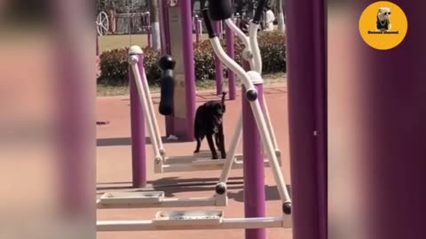 🐾 Laugh Alert! These Cats & Dogs Will Crack You Up 🤣